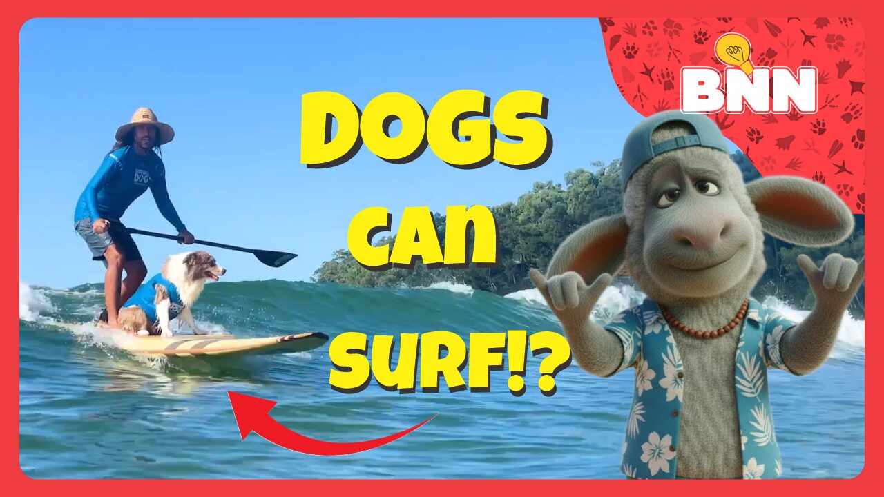 Dogs Surfing Real Waves at the Noosa Surfing Championships