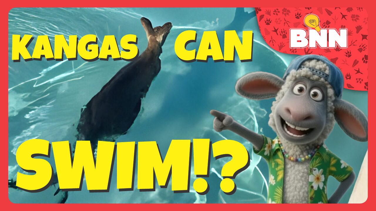 Kangaroo Spotted Swimming in FunFields Theme Park Lazy River