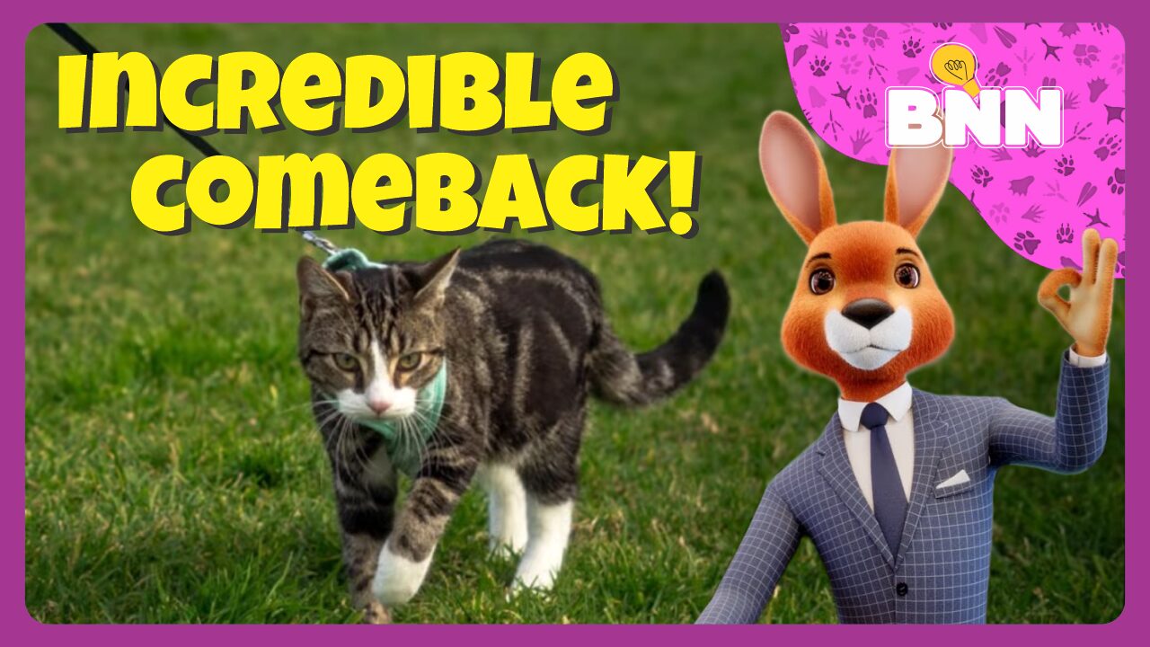  Rescue Cat Makes an Incredible Comeback After Life-Saving Surgery | BNN #9